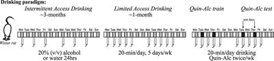 Animal models of compulsion alcohol drinking: Why we love quinine-resistant intake and what we learned from it